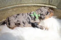 Oreo (Green Bow), a male Bernedoodle for sale in Middlesex, NC – 1 of 2