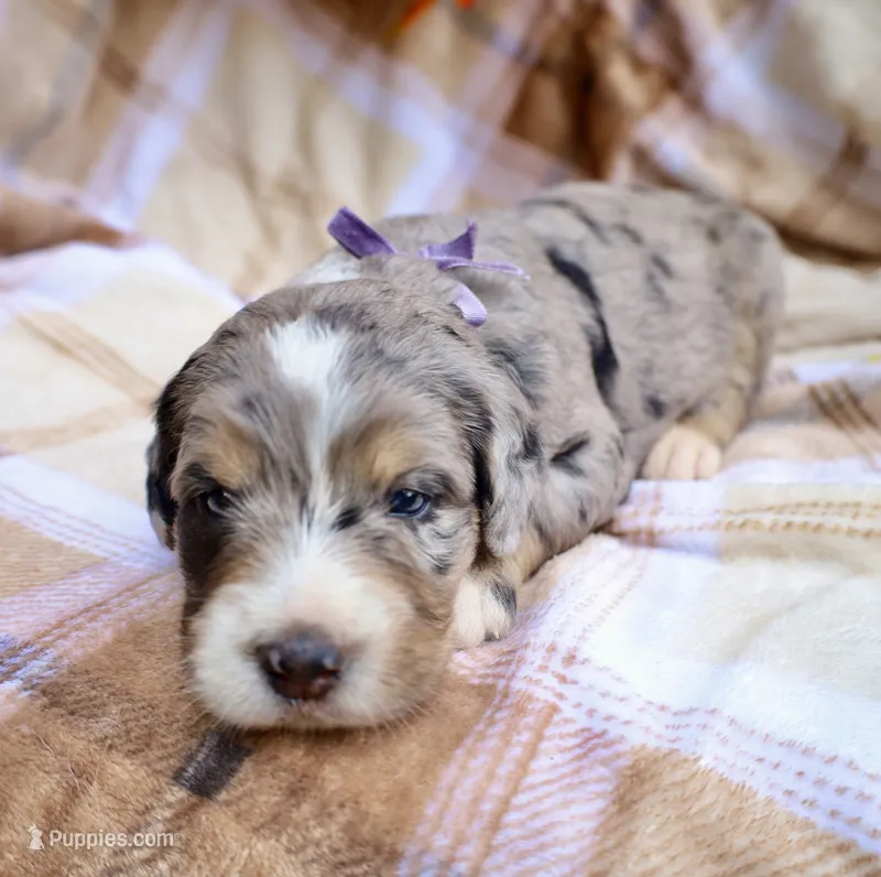 Cookie (Purple Bow) – Bernedoodle puppy for sale in Middlesex, NC