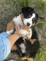 Princess , a female Bernese Mountain Dog for sale in Middlesex, NC – Photo 3 of 10