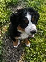 Princess , a female Bernese Mountain Dog for sale in Middlesex, NC – Photo 7 of 10
