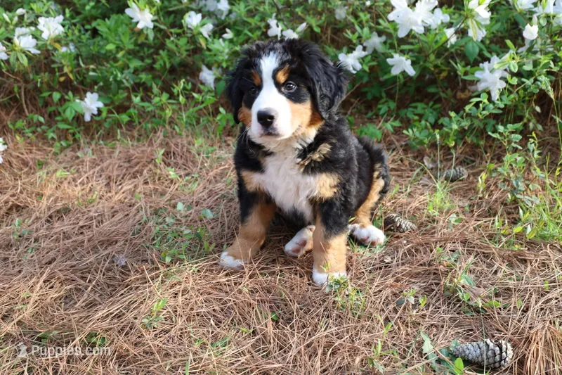 AKC Pure Swiss Bernese: Princess  – Bernese Mountain Dog puppy for sale in Middlesex, NC