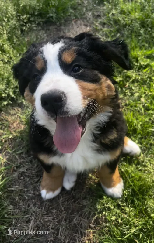 AKC Pure Swiss Bernese: Princess  – Bernese Mountain Dog puppy for sale in Middlesex, NC