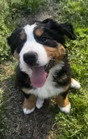 Princess , a female Bernese Mountain Dog for sale in Middlesex, NC – Photo 2 of 10