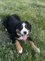 Princess , a female Bernese Mountain Dog for sale in Middlesex, NC – Photo 5 of 10