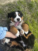 Princess , a female Bernese Mountain Dog for sale in Middlesex, NC – Photo 8 of 10