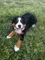 Princess , a female Bernese Mountain Dog for sale in Middlesex, NC – Photo 10 of 10