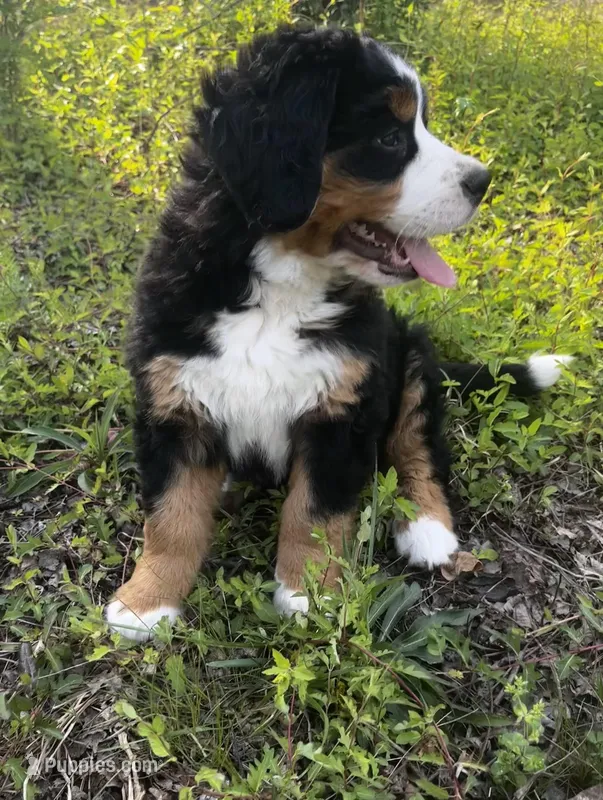 Princess  – Bernese Mountain Dog puppy for sale in Middlesex, NC