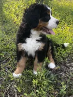 Princess , a female Bernese Mountain Dog for sale in Middlesex, NC – Photo 1 of 10