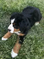 Princess , a female Bernese Mountain Dog for sale in Middlesex, NC – Photo 4 of 10