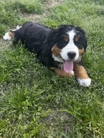 Princess , a female Bernese Mountain Dog for sale in Middlesex, NC – Photo 9 of 10