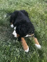 Princess , a female Bernese Mountain Dog for sale in Middlesex, NC – Photo 6 of 10