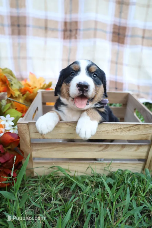 Hazel (Purple Bow) – Bernese Mountain Dog puppy for sale in Middlesex, NC