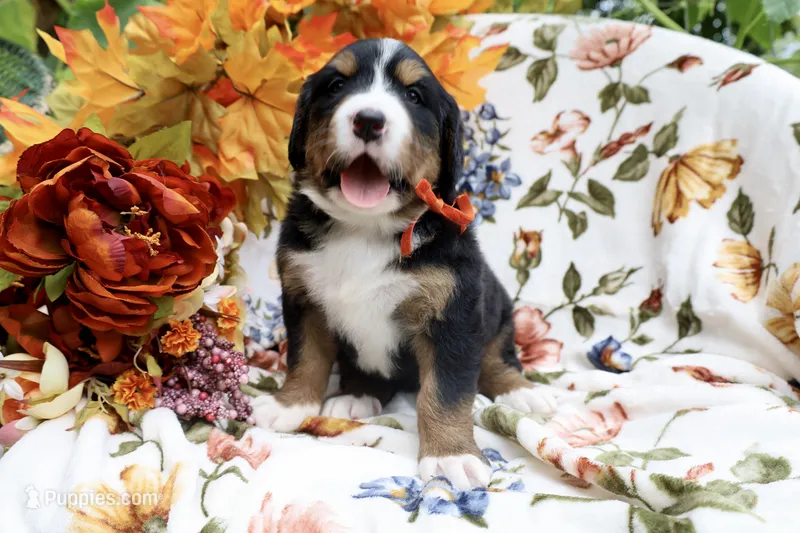 Mazie (Orange Bow)  – Bernese Mountain Dog puppy for sale in Middlesex, NC