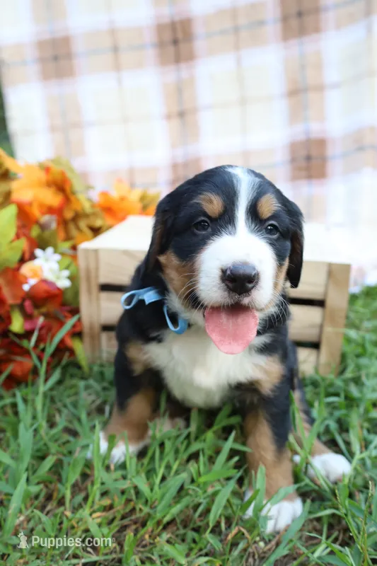 Barely (Blue Bow) – Bernese Mountain Dog puppy for sale in Middlesex, NC