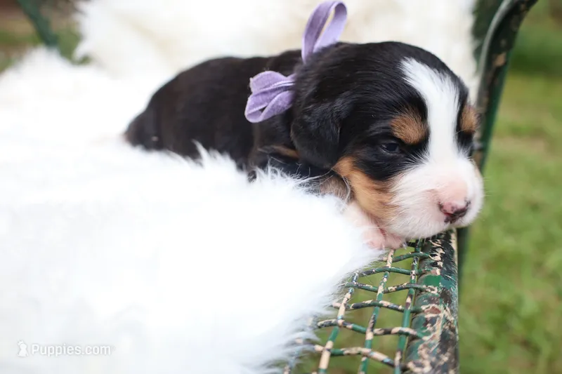 Hazel – Bernese Mountain Dog puppy for sale in Middlesex, NC