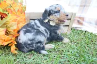 Mocha, a female Bernedoodle for sale in Middlesex, NC – 2 of 10