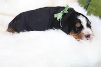 Clover (Green Bow), a female Bernese Mountain Dog for sale in Middlesex, NC – 2 of 3