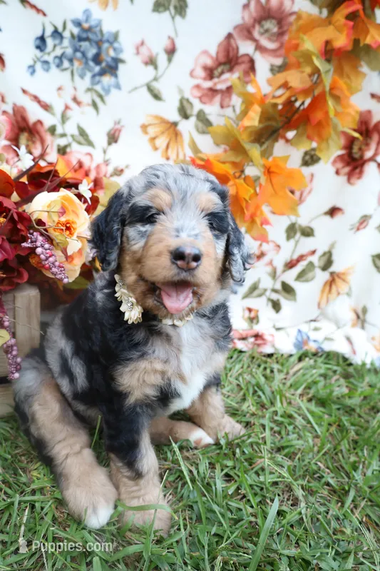 Mocha – Bernedoodle puppy for sale in Middlesex, NC