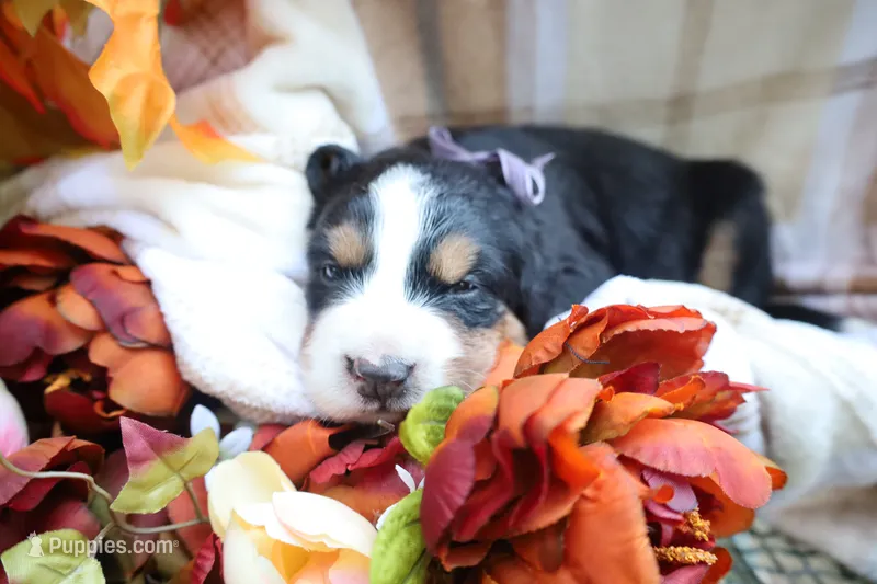 Hazel (Purple Bow) – Bernese Mountain Dog puppy for sale in Middlesex, NC