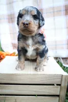 Mocha, a female Bernedoodle for sale in Middlesex, NC – 5 of 10