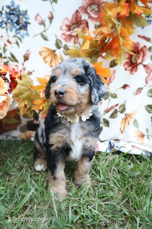 Mocha – Bernedoodle puppy for sale in Middlesex, NC