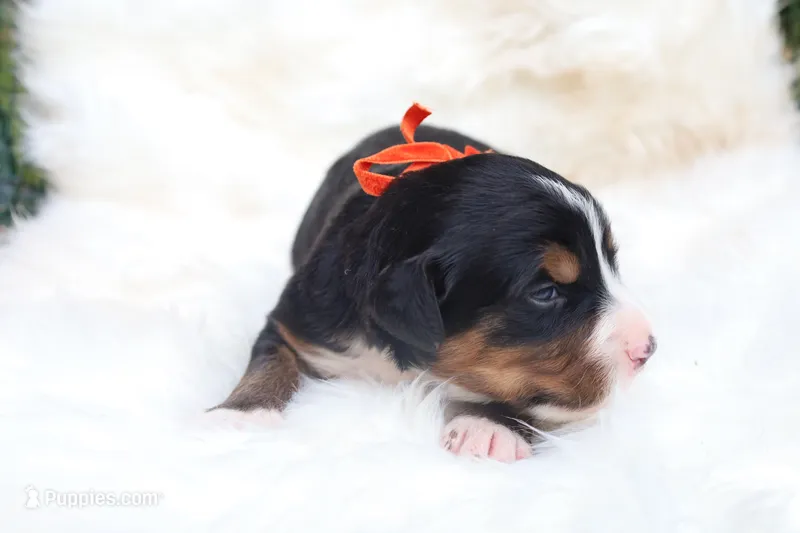 Mazie (Orange Bow)  – Bernese Mountain Dog puppy for sale in Middlesex, NC