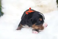 Mazie (Orange Bow) , a female Bernese Mountain Dog for sale in Middlesex, NC – 1 of 3