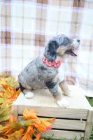 Cookie , a female Bernedoodle for sale in Middlesex, NC – 3 of 10