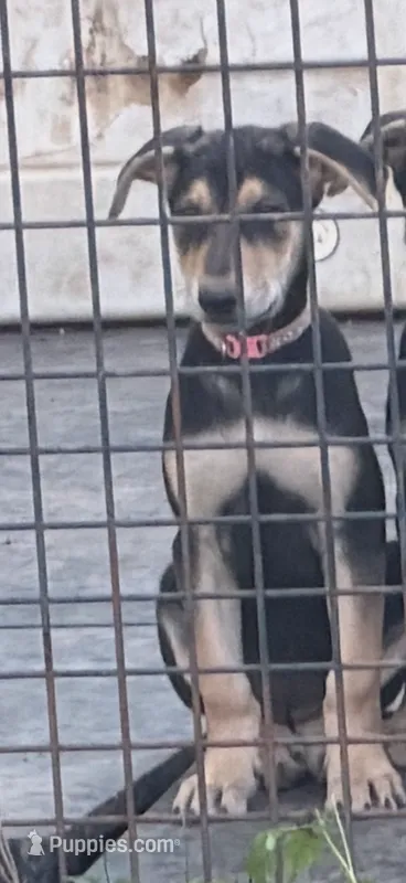 Pink collar  – German Shepherd Dog, Doberman Pinscher puppy for sale in Powhatan, VA