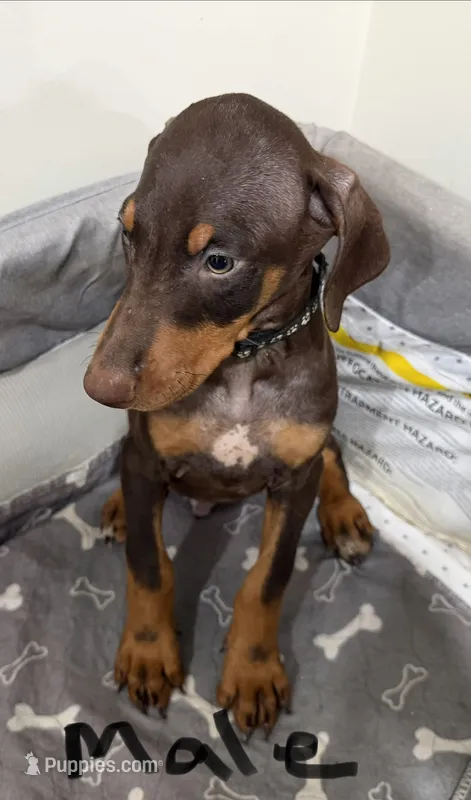 Black collar  – Doberman Pinscher puppy for sale in Powhatan, VA