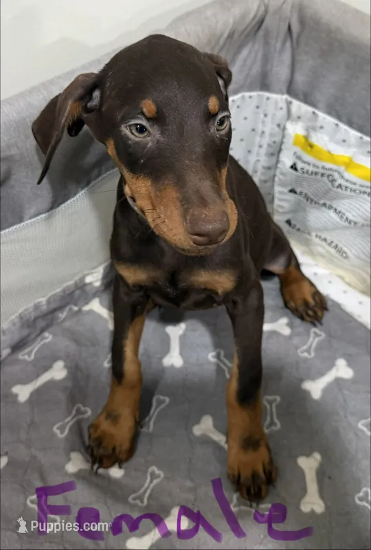 Purple collar  – Doberman Pinscher puppy for sale in Powhatan, VA