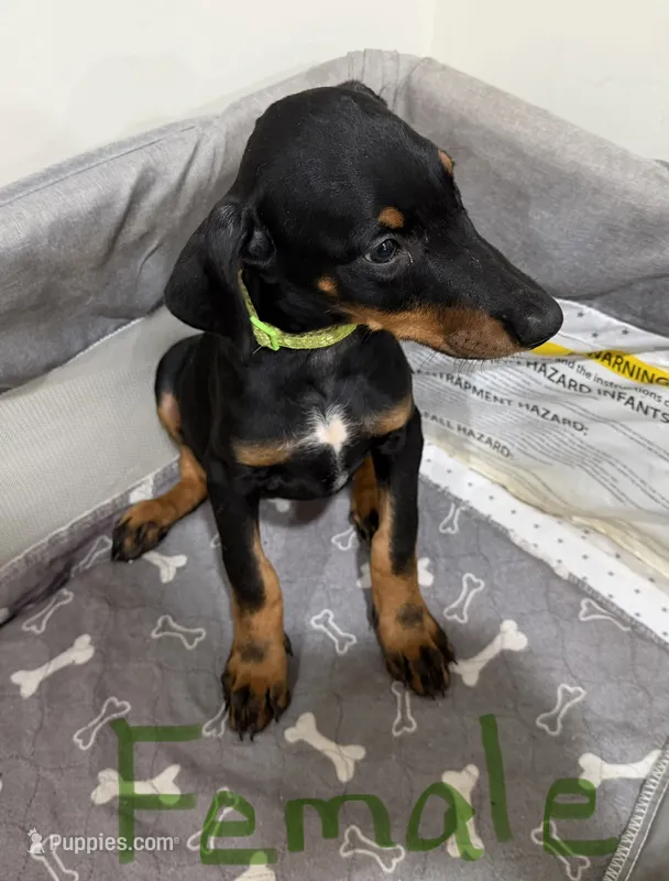 Green collar  – Doberman Pinscher puppy for sale in Powhatan, VA