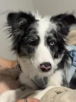 Ashe, a female Border Collie for sale in Maricopa, AZ – 2 of 4