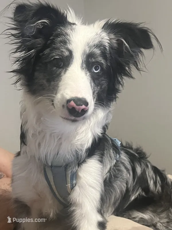 Ashe – Border Collie puppy for sale in Maricopa, AZ