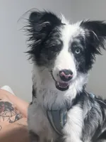 Ashe, a female Border Collie for sale in Maricopa, AZ – 3 of 4