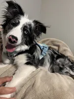 Ashe, a female Border Collie for sale in Maricopa, AZ – 4 of 4