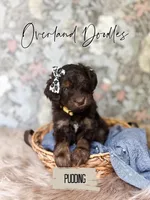 Pudding, a female Cavapoo and Goldendoodle for sale in Montezuma, GA – 2 of 7
