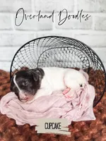 Cupcake, a female Cavapoo and Goldendoodle for sale in Montezuma, GA – 7 of 10