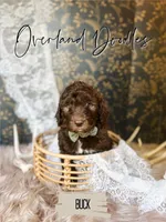 Buck, a male Labradoodle for sale in Montezuma, GA – 3 of 10