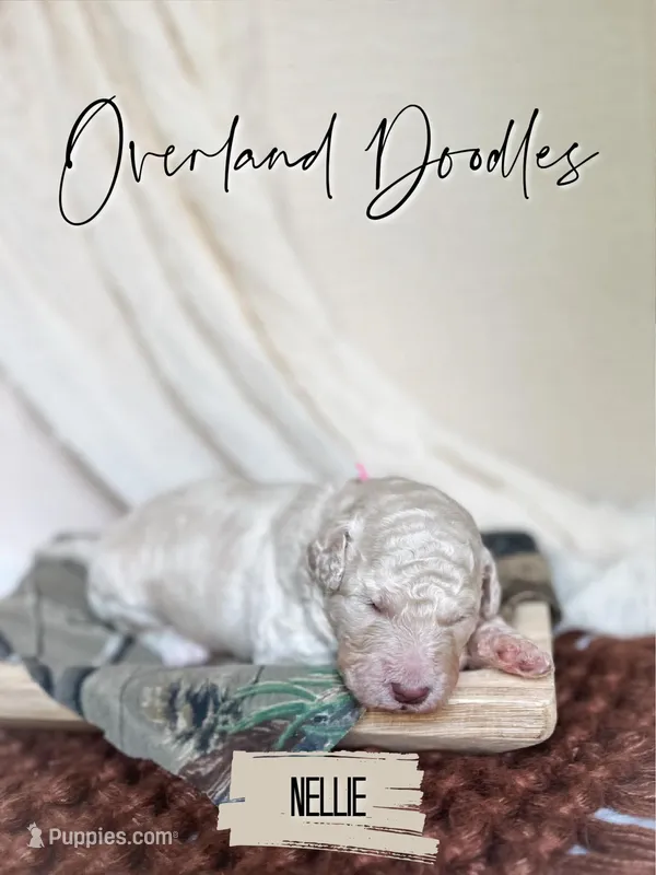 Nellie – Labradoodle puppy for sale in Montezuma, GA