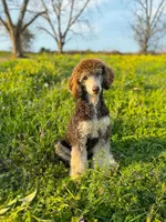 Boone, a male Labradoodle for sale in Montezuma, GA – 4 of 5