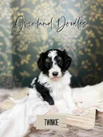 Twinkie, a female Cavapoo and Goldendoodle for sale in Montezuma, GA – 4 of 10