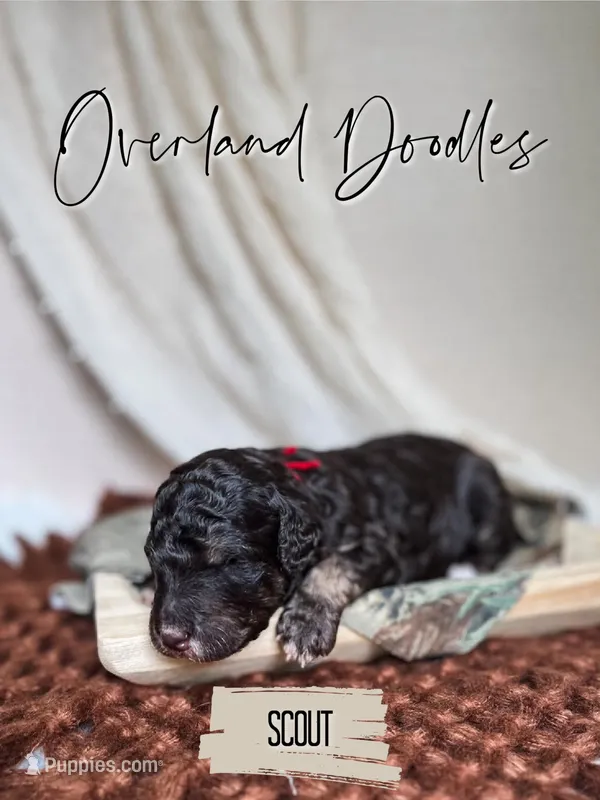 Scout – Labradoodle puppy for sale in Montezuma, GA