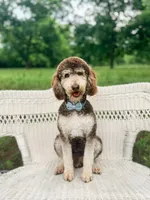 Twinkie, a female Cavapoo and Goldendoodle for sale in Montezuma, GA – 9 of 10