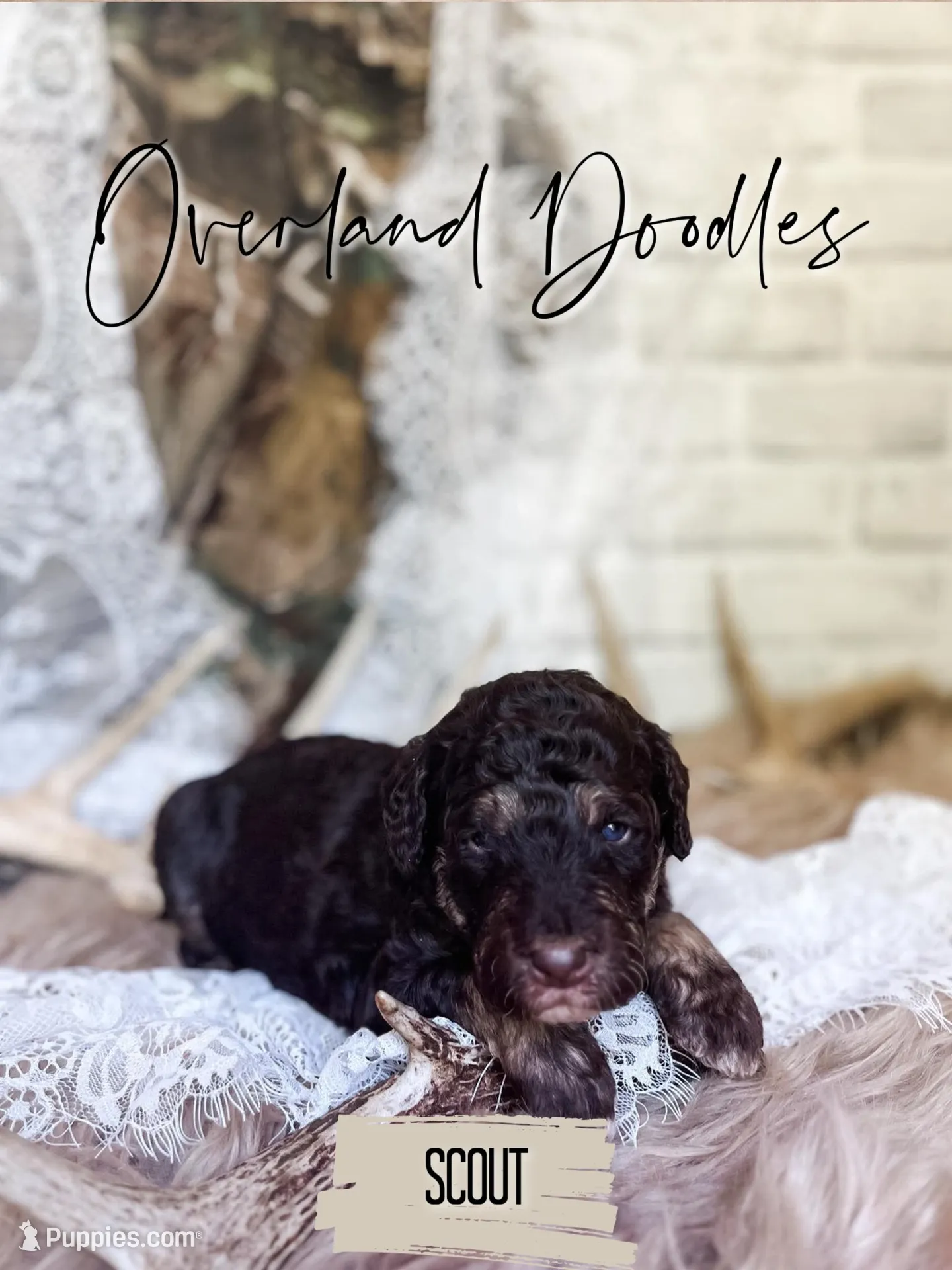 Scout, a male Labradoodle for sale in Montezuma, GA – 5 of 8