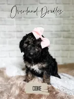 Cookie, a female Goldendoodle for sale in Montezuma, GA – 2 of 8