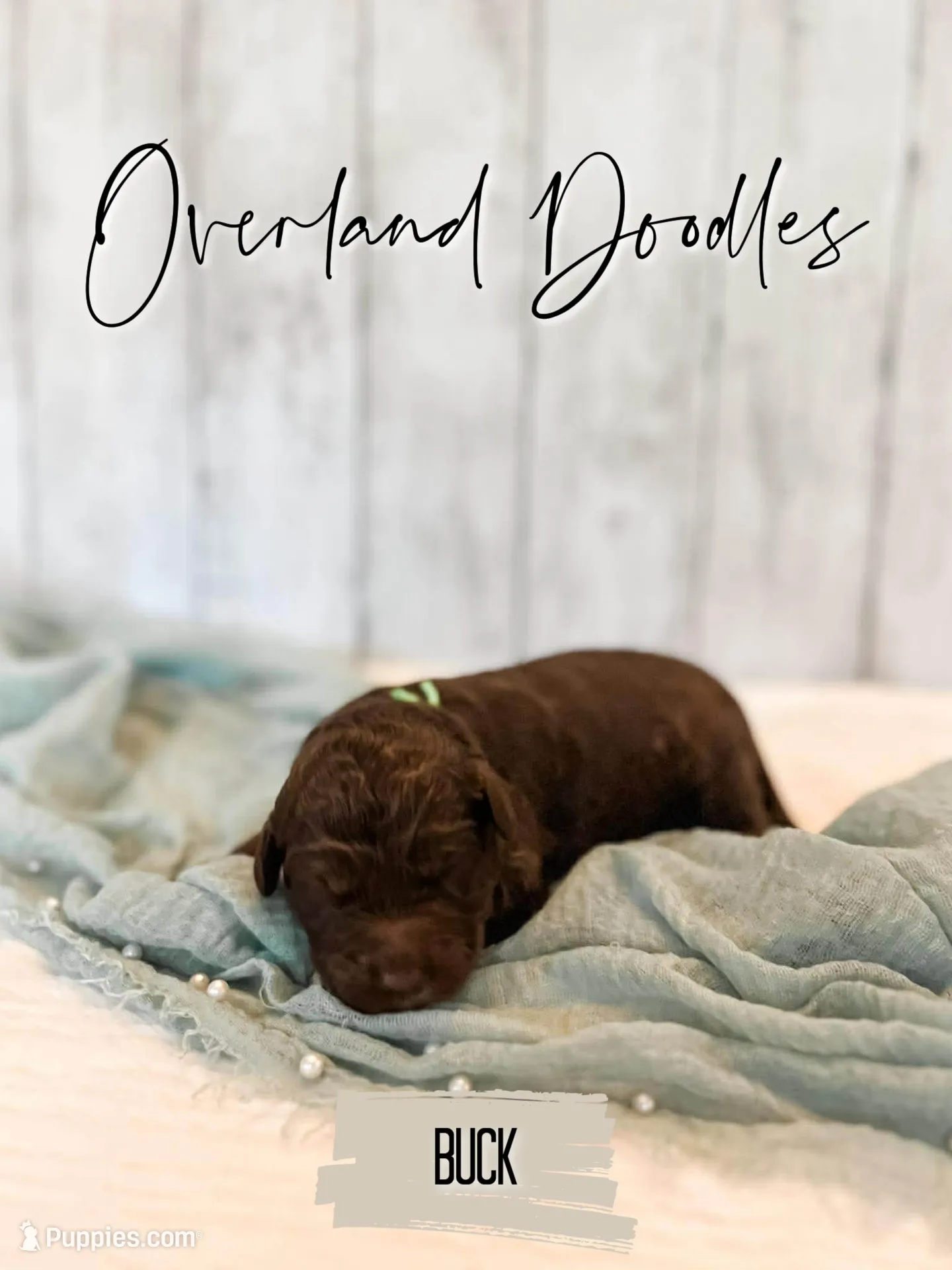 Buck, a male Labradoodle for sale in Montezuma, GA – 2 of 4