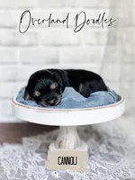 Canoli, a female Cavapoo and Goldendoodle for sale in Montezuma, GA – 6 of 10