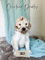 Ginger, a female Goldendoodle for sale in Montezuma, GA – 3 of 8