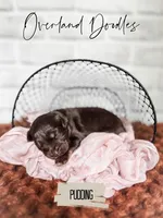 Pudding, a female Cavapoo and Goldendoodle for sale in Montezuma, GA – 6 of 7